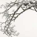 장우성 화백의 백매(White Plum Blossoms) 이미지