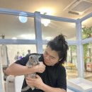 명품고양이카페 이미지