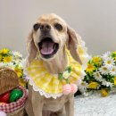 뉴데이 반려견 미용실 이미지