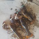 후크선장 이미지