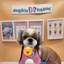 남현댕 애견미용 이미지