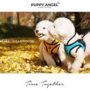 엔젤퍼피 이미지
