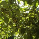 덩쿨농장 이미지