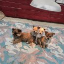 영광타조농장 | [강릉쌍둥이동물농장] 강릉,동해 아이랑 가볼만한 곳, 성인데이트도 추천 입장료, 먹이주기 가격