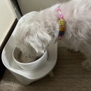 멍뭉식탁 이미지