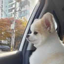 누렁이도 찰스로 | 인천 애견 미용후기&amp; 강아지 앵두니트 후기/강아지 뽀글이조끼 후기