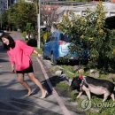 황금돼지통신 연합뉴스