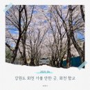한산향교 | [후기] 화천 가볼 만한 곳, 화천향교 벚꽃 후기, 벚꽃 스팟 후기 (25.04 기준)