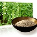 치아씨(Chia Seed) 이미지