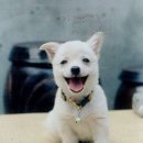 앙 이미지