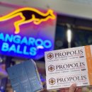 파우파우(PAW PAW) 이미지