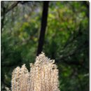 변산반도의 숨겨진 보석, 내변산 풍경(퍼온글) 이미지