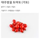 병환농장 | 과일도 브랜딩 시대! 그래도팜 대추방울토마토, 귤메달 제주감귤 구매 후기