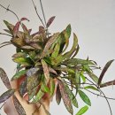 우성농원 이미지