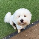 바닐라브릭 | 서울 애견카페 추천! 바닐라브릭 솔직 후기 (+강아지 반응)