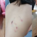 글로벌진돗개 이미지