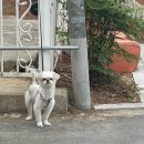 와 싸다 장터 이미지