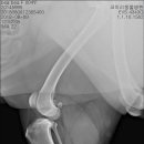 코끼리 동물병원 이미지