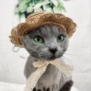 잔다냥 성남점 이미지