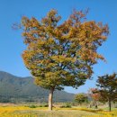 황산공원 캠핑장 오토사이트 이미지