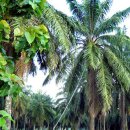 오일농장 이미지