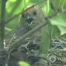 순천만둥지