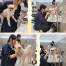 플러피독 이미지