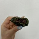 내가 먹은 떡 자랑 :: 정선 수리취떡 / 한라산 쑥떡 미당 / 참순찰떡방 / 경기미당 쌀카스테라 인절미