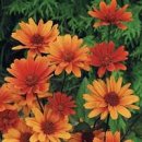 하늘바라기 이미지