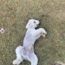 발라당눕스 이미지