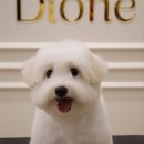 살롱드퍼피 | 꼬똥 드 툴레아 미용 어디로 가야 할까? 디오네도그케어살롱으로