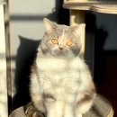 우리고양이 이미지