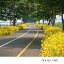 낙동강자전거길6 | 밀양 자전거 도로길 금계국
