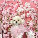 초량애견 이미지