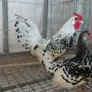 명품농장 이미지