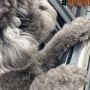 멍댕이 애견유치원 이미지