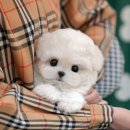 광주강아지분양 고양이분양 미유펫 본점 이미지