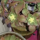 바위솔타운 이미지