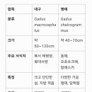 대구, 명태 이미지