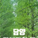 영신숲 외 가로수길 | [5월 담양 여행] 담양 가볼만 곳 추천 (메타세쿼이아 가로수길, 죽녹원)