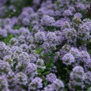 통닭에 마술사 이미지