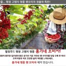홍가네 오미자