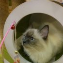 못말리는 고양이 이미지