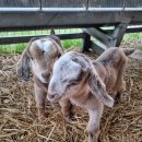 아벨농장 이미지