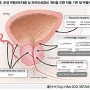 양성 전립선비대증 배뇨장애 개선 하루날디정 0.2mg 이미지