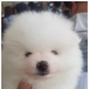 컴투펫주