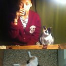 나만없어고양이 이미지