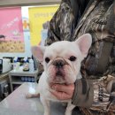 증평가정견훈련소 이미지