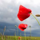 연봉우체국 이미지