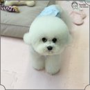 미래펫미용 이미지